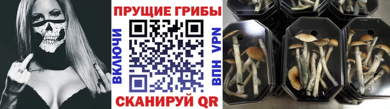 Галлюциногенные грибы мицелий  Купить где  Яровое 